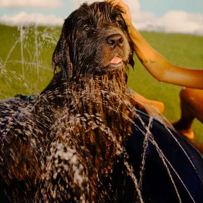 Piscina Splash 2 em 1 Meau para Cães