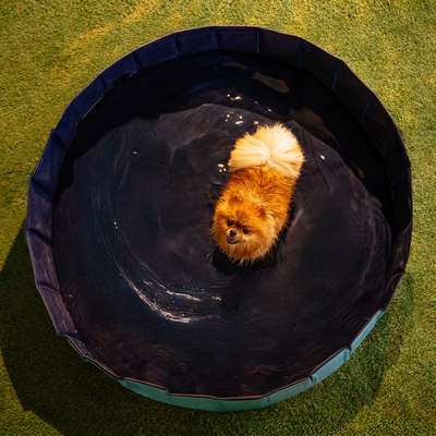 Piscina Dobrável Meau para Cães e Gatos