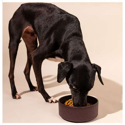 Comedouro Meau de Bambu Bordô para Cães