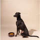 Comedouro Meau de Bambu Bordô para Cães