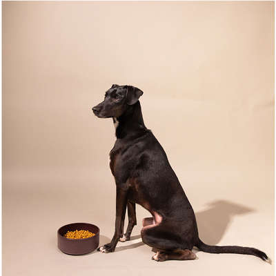 Comedouro Meau de Bambu Bordô para Cães
