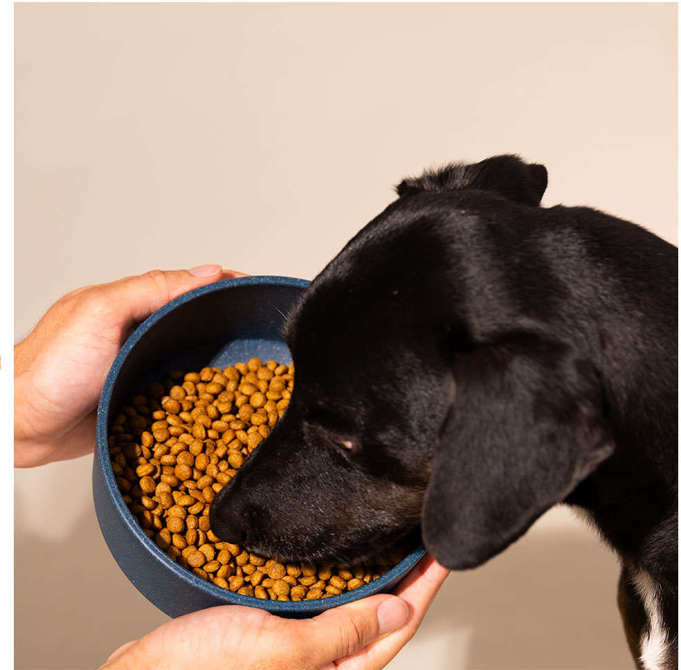Comedouro Meau de Bambu Navy para Cães - 600 mL