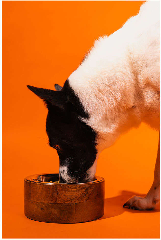Comedouro de Inox e Madeira Meau para Cães - 380 mL