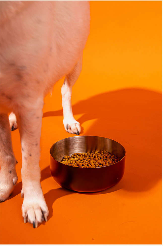 Comedouro Antiderrapante Meau para Cães - 1 Litro