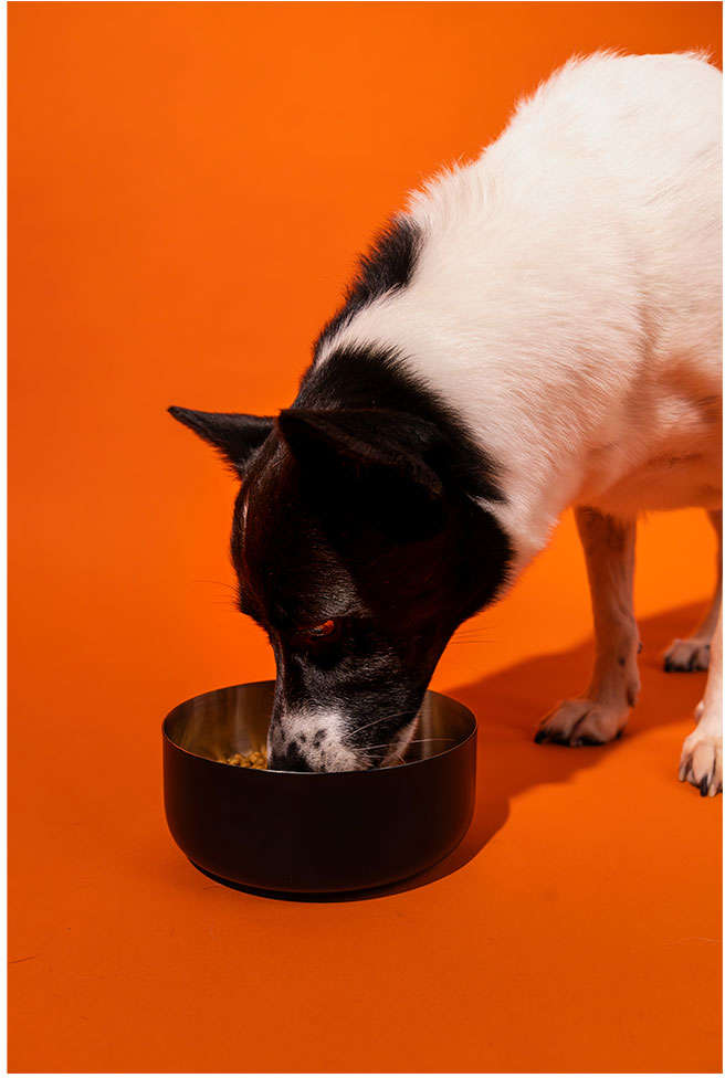 Comedouro Antiderrapante Meau para Cães - 1 Litro