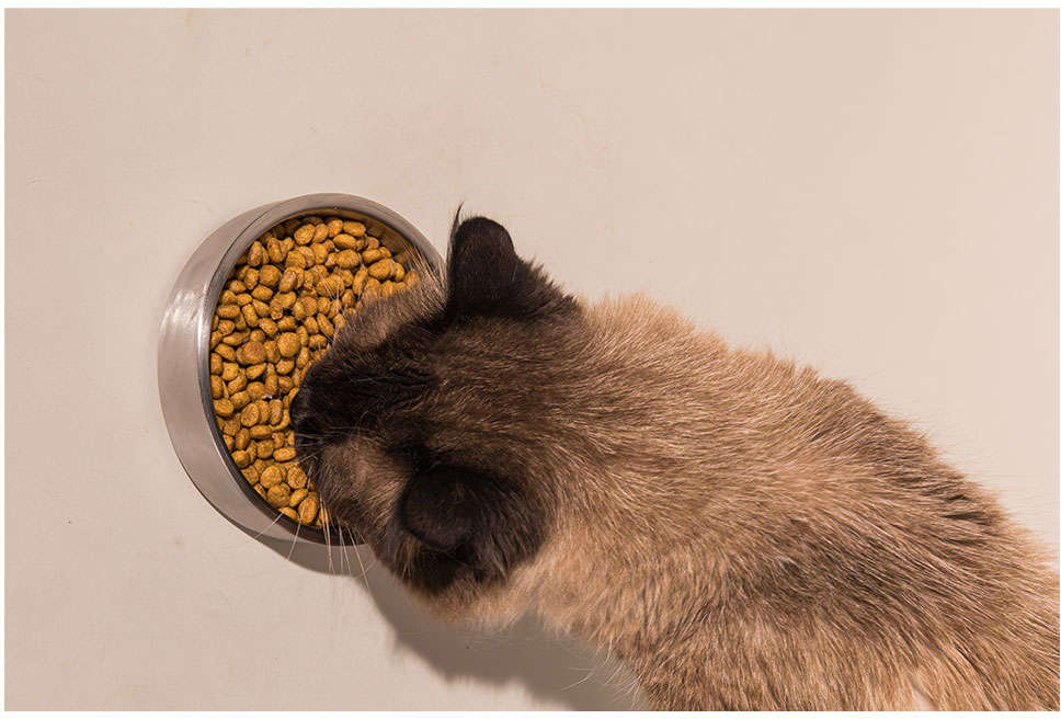 Comedouro de Inox com Parede Dupla Meau para Gatos - 200 mL