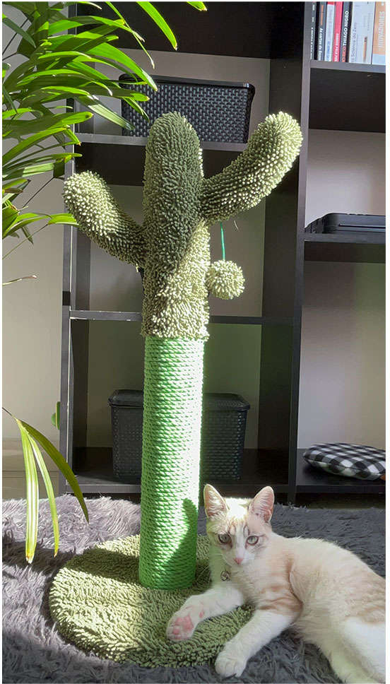 Arranhador Jambo Pet Cacto de Sisal - Tam. Único