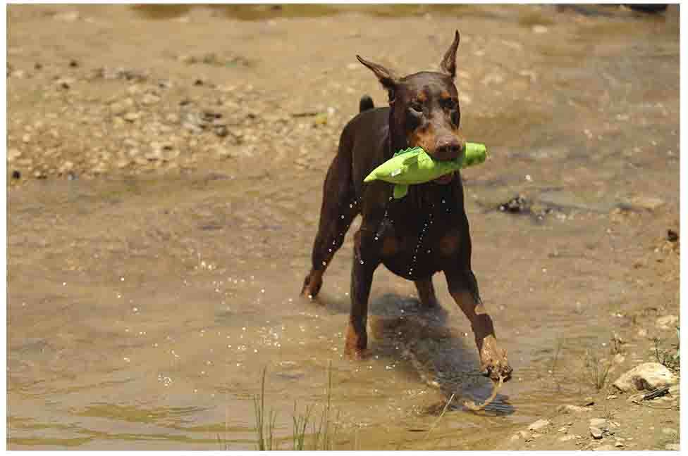 Brinquedo Pelúcia V-Pet Jacaré Verde Sustentável para Cães - Tam. Único