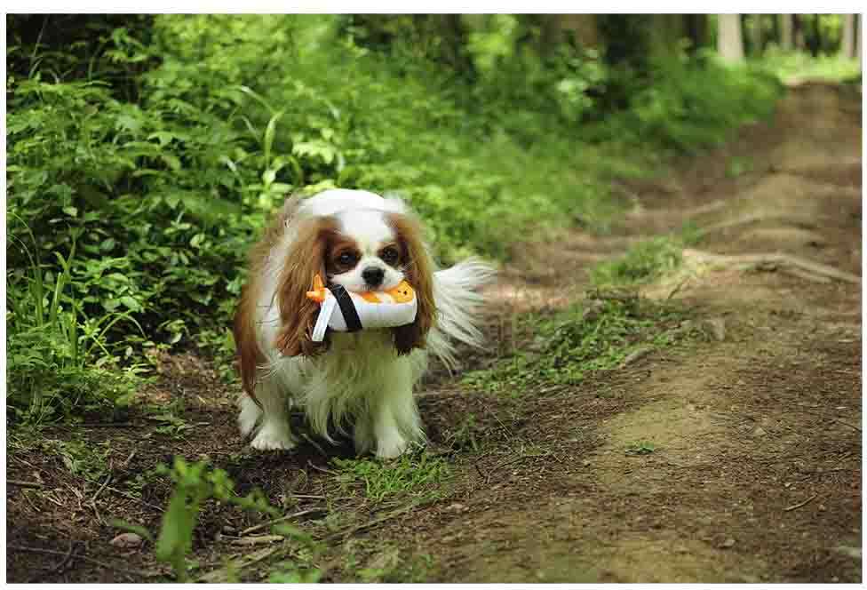 Brinquedo Pelúcia V-Pet Nigiri-Sushi Sustentável para Cães - Tam. Único