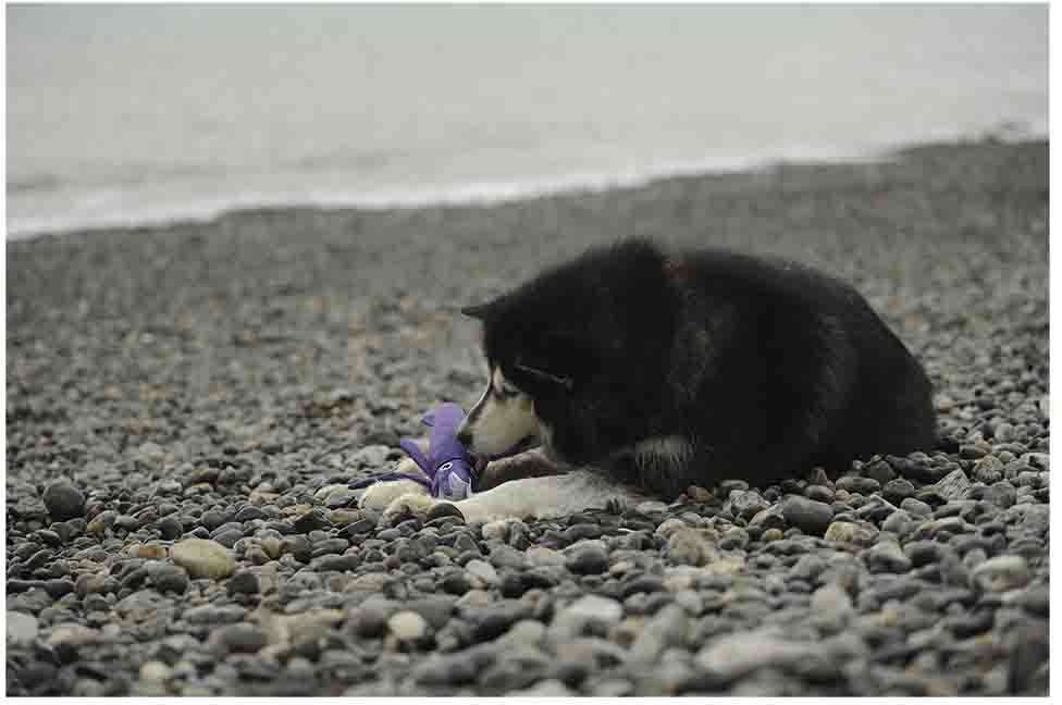 Brinquedo Pelúcia V-Pet Lula Roxa Sustentável para Cães - Tam. Único