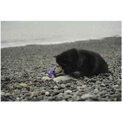 Brinquedo Pelúcia V-Pet Lula Roxa Sustentável para Cães”