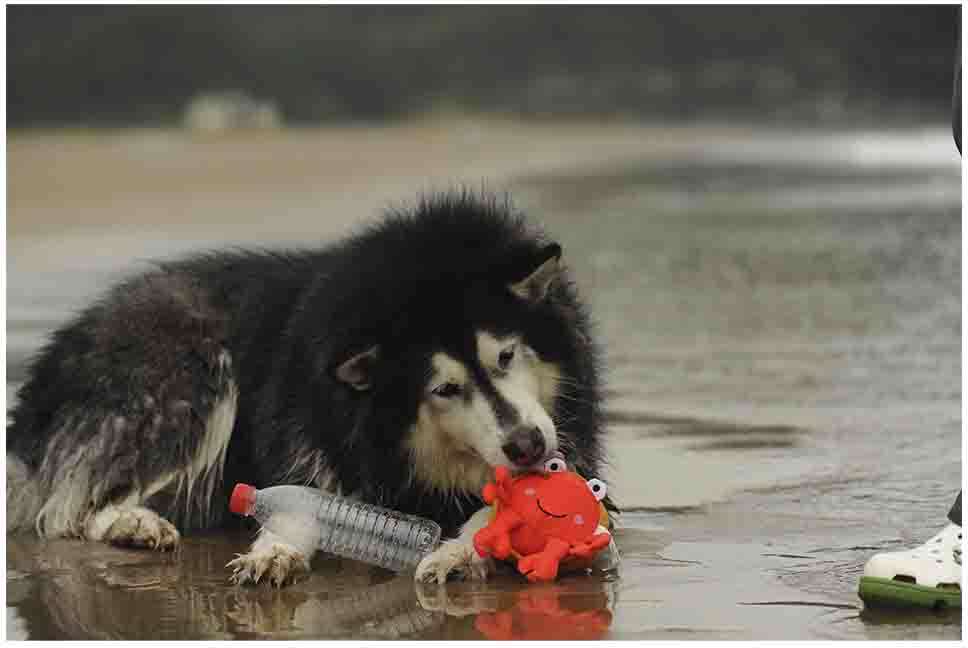 Brinquedo Pelúcia V-Pet Carangueijo Vermelho Sustentável para Cães - Tam. Único