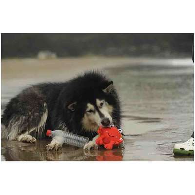 Brinquedo Pelúcia V-Pet Carangueijo Vermelho Sustentável para Cães