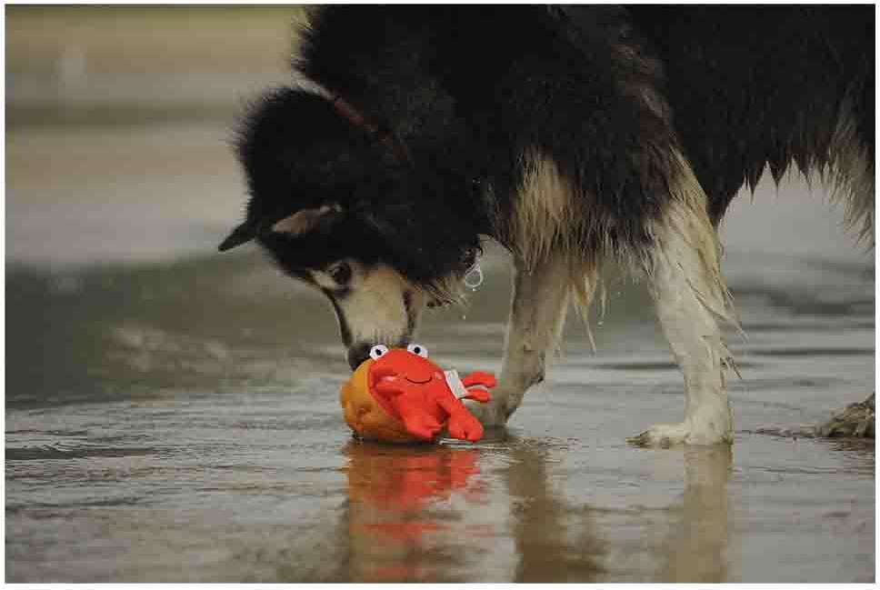 Brinquedo Pelúcia V-Pet Carangueijo Vermelho Sustentável para Cães - Tam. Único