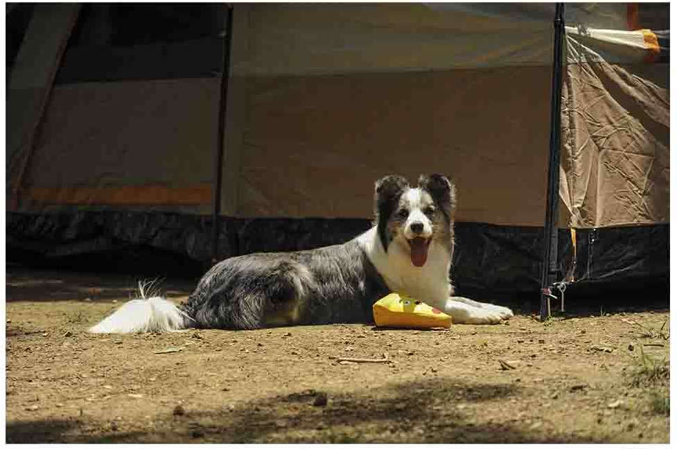 Brinquedo Pelúcia V-Pet Pizza Sustentável para Cães - Tam. Único
