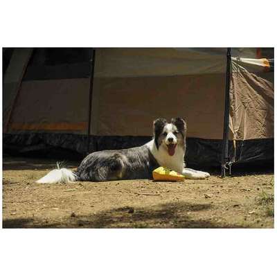 Brinquedo Pelúcia V-Pet Pizza Sustentável para Cães”