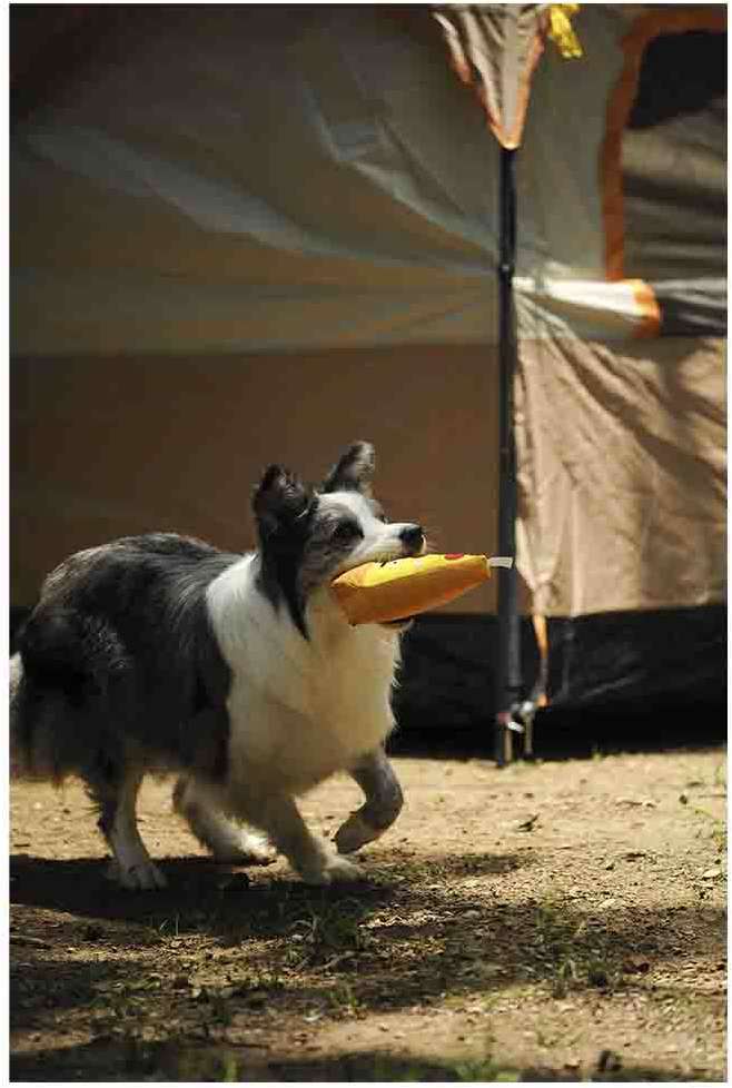 Brinquedo Pelúcia V-Pet Pizza Sustentável para Cães - Tam. Único