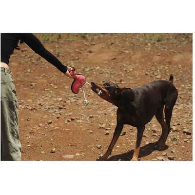 Brinquedo Pelúcia V-Pet Flamingo Rosa Sustentável para Cães”
