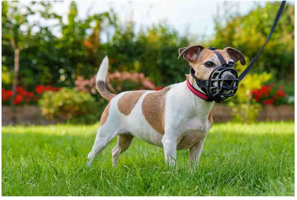 Focinheira Baskerville Ultra para Cães - Tam. M