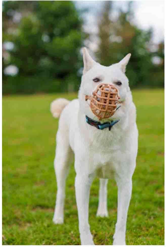 Focinheira Cesta Baskerville para Cães - Tam. 06
