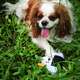 Brinquedo Pelúcia V-Pet Peônia Mochi Branca Sustentável para Cães