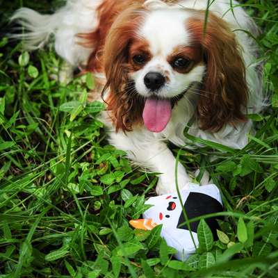Brinquedo Pelúcia V-Pet Peônia Mochi Branca Sustentável para Cães