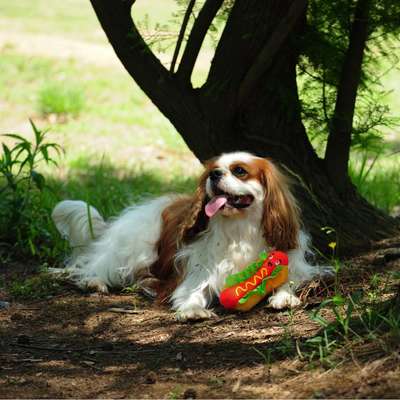 Brinquedo Pelúcia V-Pet Hotdog Sustentável para Cães