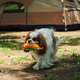 Brinquedo Pelúcia V-Pet Hotdog Sustentável para Cães