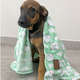Cobertor Fábrica Pet Ultra Soft Fofo
