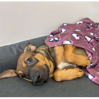 Cobertor Fábrica Pet Ultra Soft Pinguim