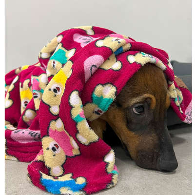 Cobertor Fábrica Pet Ultra Soft Ursinhos Carinhosos