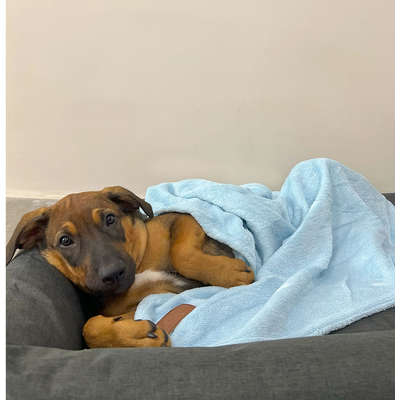 Cobertor Fábrica Pet Ultra Soft Liso Azul Bebê