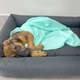 Cobertor Fábrica Pet Ultra Soft Liso Verde Água