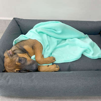Cobertor Fábrica Pet Ultra Soft Liso Verde Água