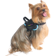 Peitoral meuAuAu Safe Neon Azul para Cães - Tam. G