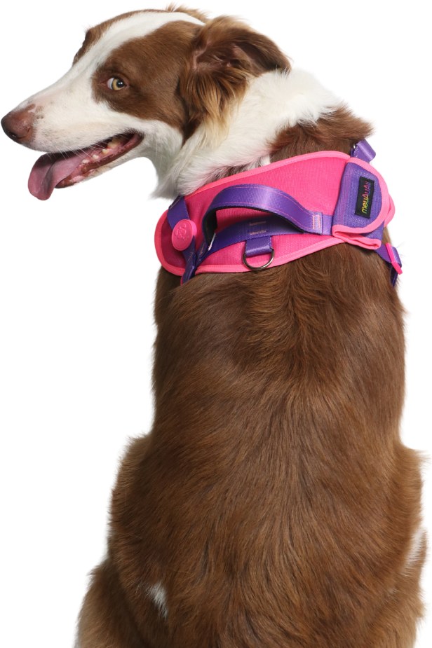Peitoral meuAuAu Safe New Pink para Cães - Tam. G