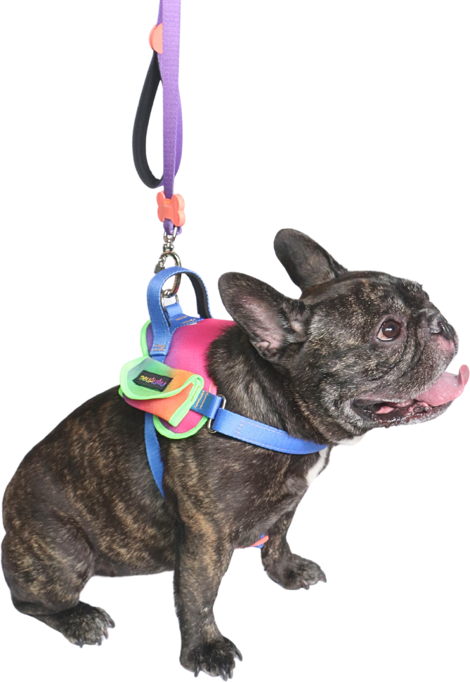 Peitoral meuAuAu Safe New Joy para Cães - Tam. GG
