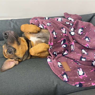 Cobertor Fábrica Pet Ultra Soft Pinguim”