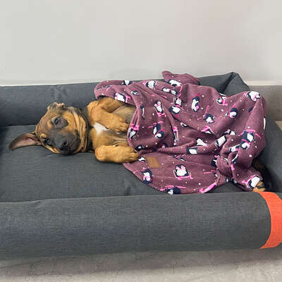 Cobertor Fábrica Pet Ultra Soft Pinguim”