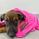 Cobertor Fábrica Pet Ultra Soft Liso Pink”
