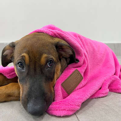 Cobertor Fábrica Pet Ultra Soft Liso Pink”