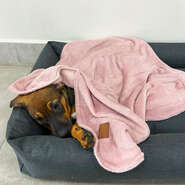 Cobertor Fábrica Pet Ultra Soft Liso Rose - Tam. Único