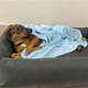 Cobertor Fábrica Pet Ultra Soft Liso Azul Bebê