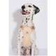 Peitoral Mesh Up4you Bubble Bege para Cães