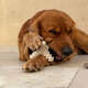Brinquedo Modedor Bio Bone Asterisco Branco para Cães”