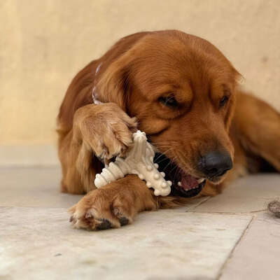 Brinquedo Modedor Bio Bone Asterisco Branco para Cães”