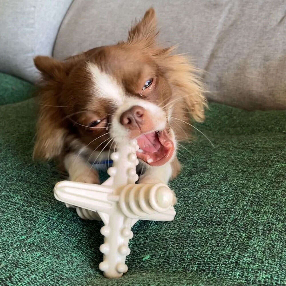 Brinquedo Modedor Bio Bone Asterisco Branco para Cães - Tam. P