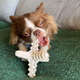 Brinquedo Modedor Bio Bone Asterisco Branco para Cães”