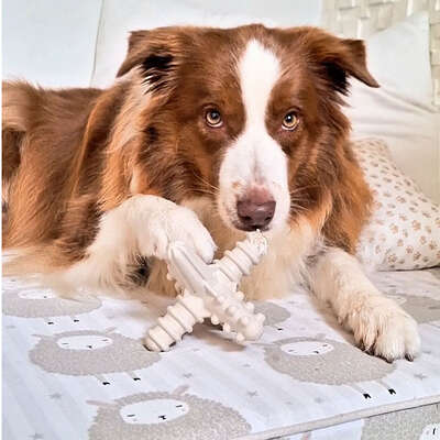 Brinquedo Modedor Bio Bone Asterisco Branco para Cães”