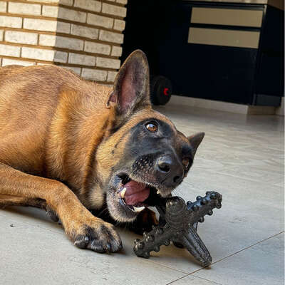 Brinquedo Modedor Bio Bone Asterisco Preto para Cães”